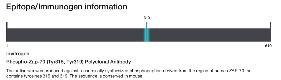 Phospho-Zap-70 (Tyr315, Tyr319) Polyclonal Antibody