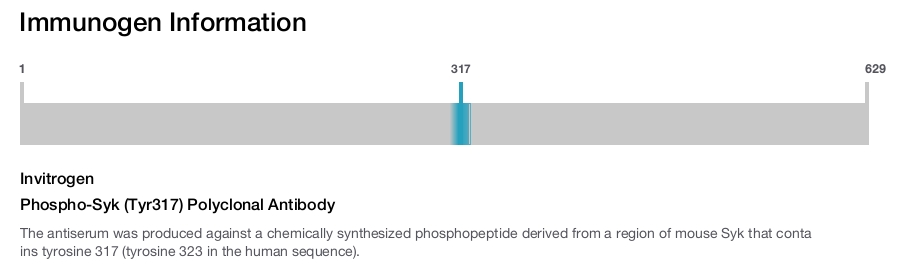Phospho-Syk (Tyr317) Polyclonal Antibody