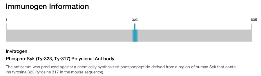 Phospho-Syk (Tyr323, Tyr317) Polyclonal Antibody