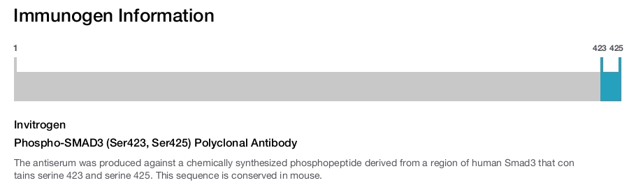Phospho-SMAD3 (Ser423, Ser425) Polyclonal Antibody