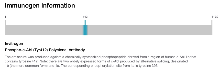 Phospho-c-Abl (Tyr412) Polyclonal Antibody