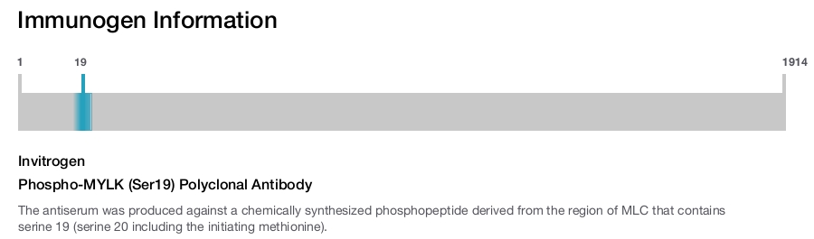 Phospho-MYLK (Ser19) Polyclonal Antibody