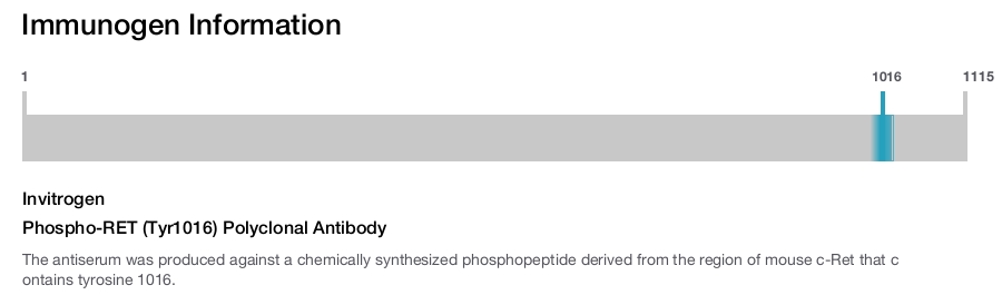 Phospho-RET (Tyr1016) Polyclonal Antibody