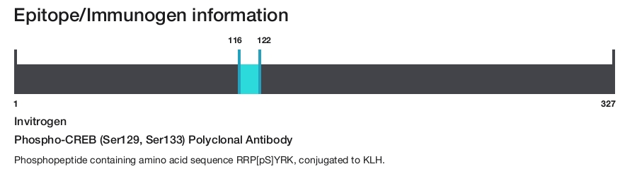 Phospho-CREB (Ser129, Ser133) Polyclonal Antibody