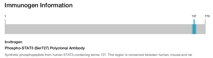 Phospho-STAT3 (Ser727) Polyclonal Antibody