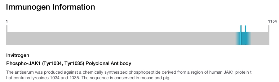 Phospho-JAK1 (Tyr1034, Tyr1035) Polyclonal Antibody