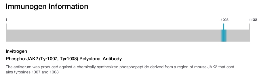 Phospho-JAK2 (Tyr1007, Tyr1008) Polyclonal Antibody