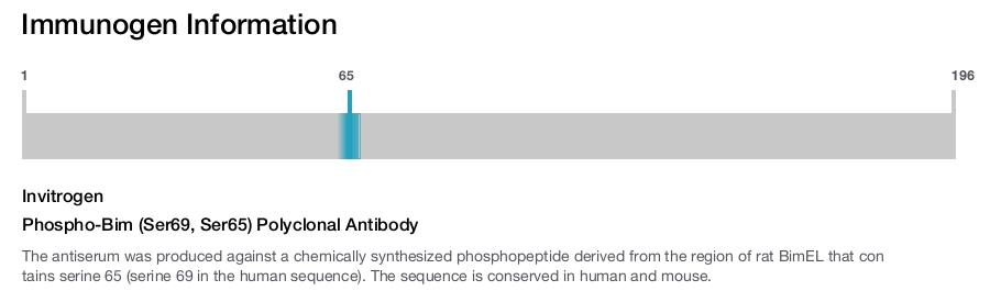 Phospho-Bim (Ser69, Ser65) Polyclonal Antibody