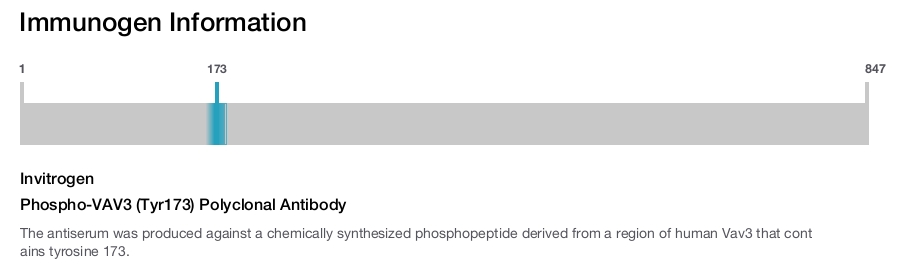 Phospho-VAV3 (Tyr173) Polyclonal Antibody