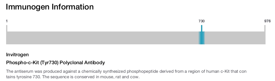 Phospho-c-Kit (Tyr730) Polyclonal Antibody