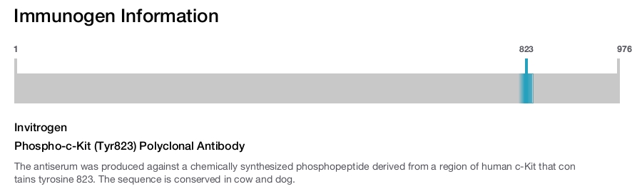 Phospho-c-Kit (Tyr823) Polyclonal Antibody