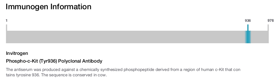 Phospho-c-Kit (Tyr936) Polyclonal Antibody