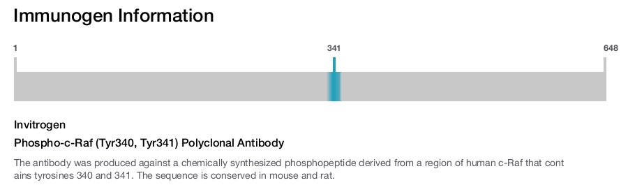 Phospho-c-Raf (Tyr340, Tyr341) Polyclonal Antibody