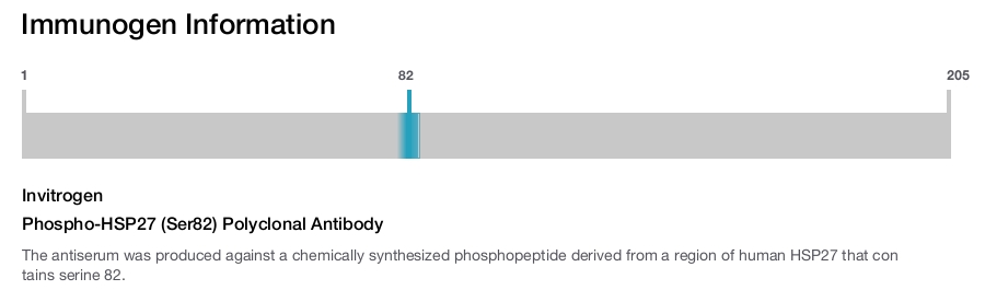 Phospho-HSP27 (Ser82) Polyclonal Antibody