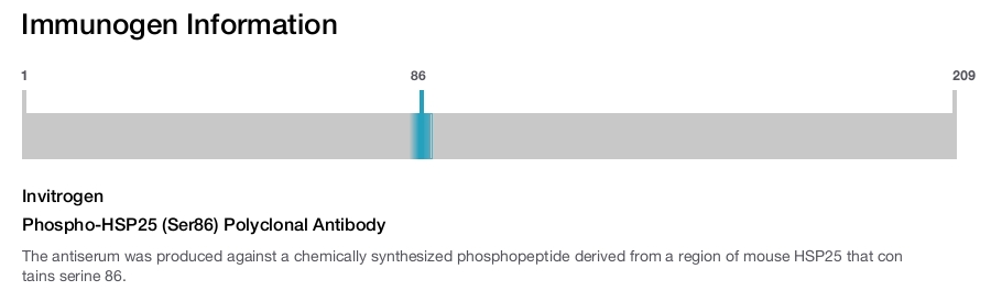 Phospho-HSP25 (Ser86) Polyclonal Antibody