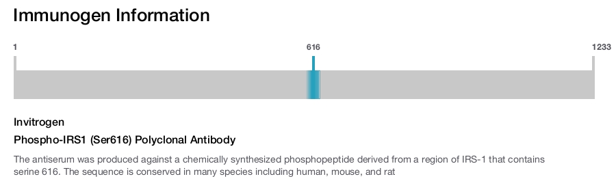 Phospho-IRS1 (Ser616) Polyclonal Antibody