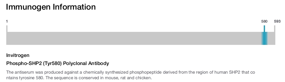 Phospho-SHP2 (Tyr580) Polyclonal Antibody