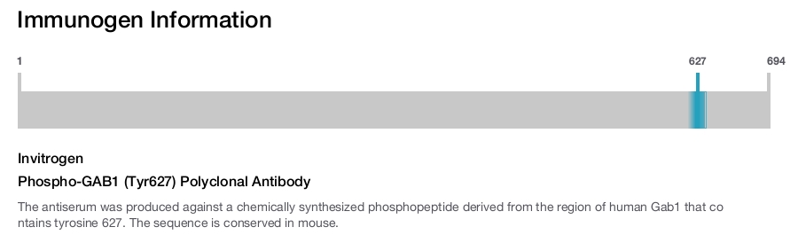 Phospho-GAB1 (Tyr627) Polyclonal Antibody