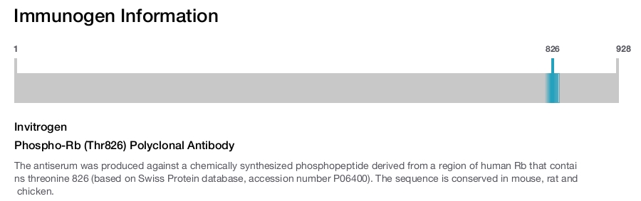 Phospho-Rb (Thr826) Polyclonal Antibody