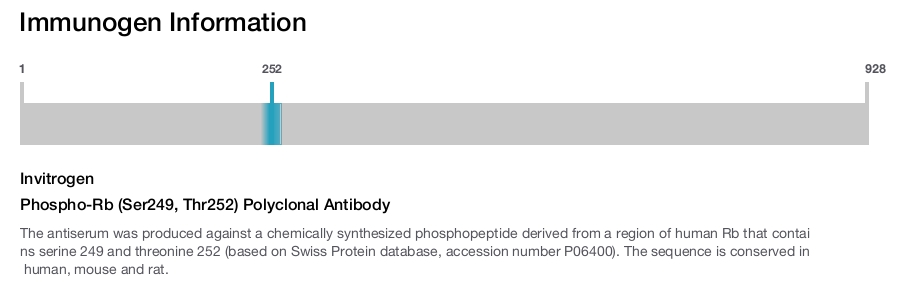 Phospho-Rb (Ser249, Thr252) Polyclonal Antibody