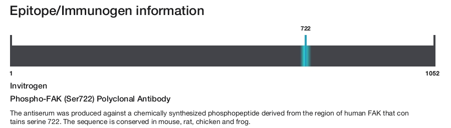 Phospho-FAK (Ser722) Polyclonal Antibody
