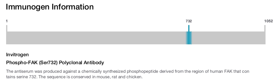 Phospho-FAK (Ser732) Polyclonal Antibody