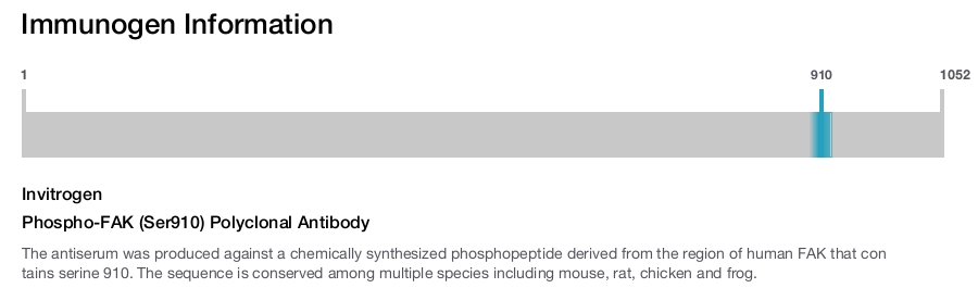 Phospho-FAK (Ser910) Polyclonal Antibody