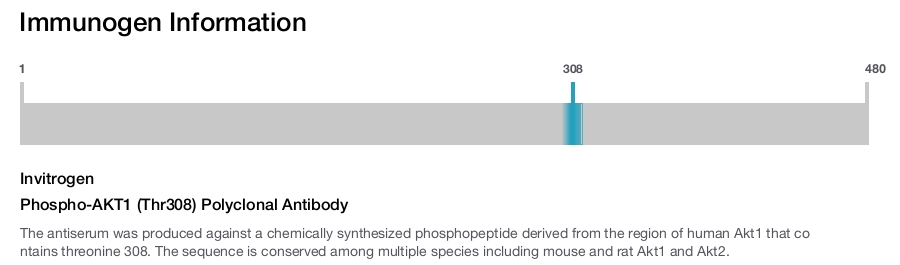 Phospho-AKT1 (Thr308) Polyclonal Antibody