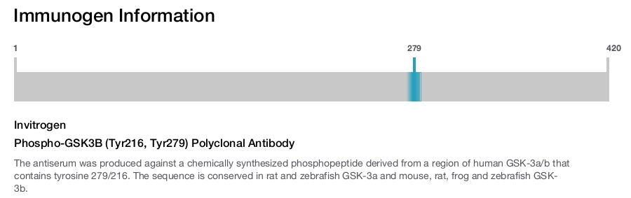 Phospho-GSK3B (Tyr216, Tyr279) Polyclonal Antibody