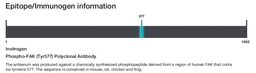 Phospho-FAK (Tyr577) Polyclonal Antibody