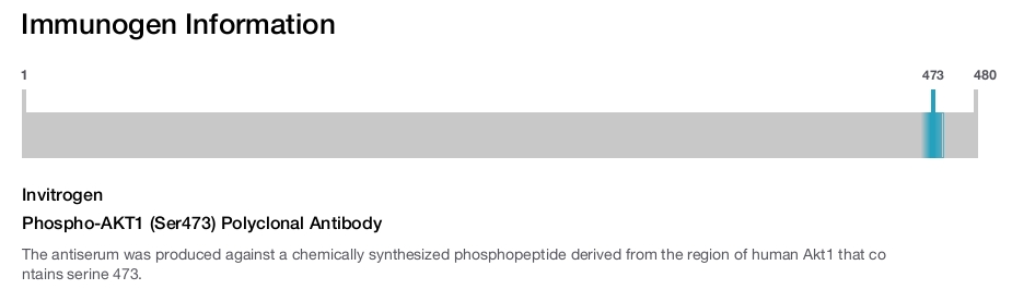 Phospho-AKT1 (Ser473) Polyclonal Antibody