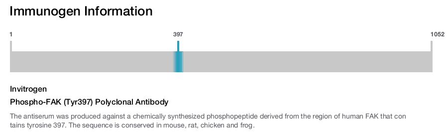 Phospho-FAK (Tyr397) Polyclonal Antibody