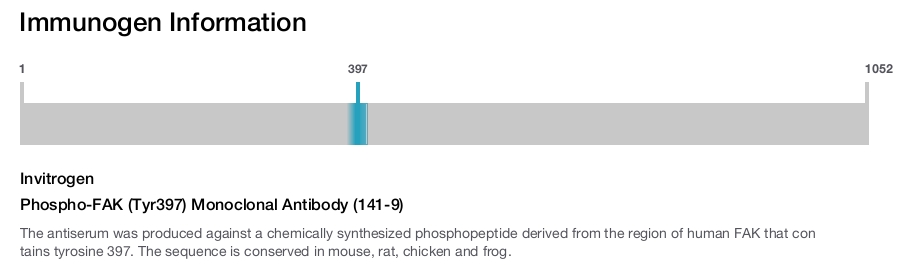 Phospho-FAK (Tyr397) Monoclonal Antibody (141-9)