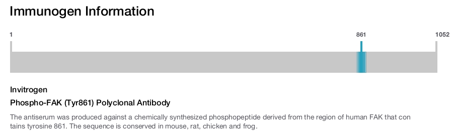 Phospho-FAK (Tyr861) Polyclonal Antibody