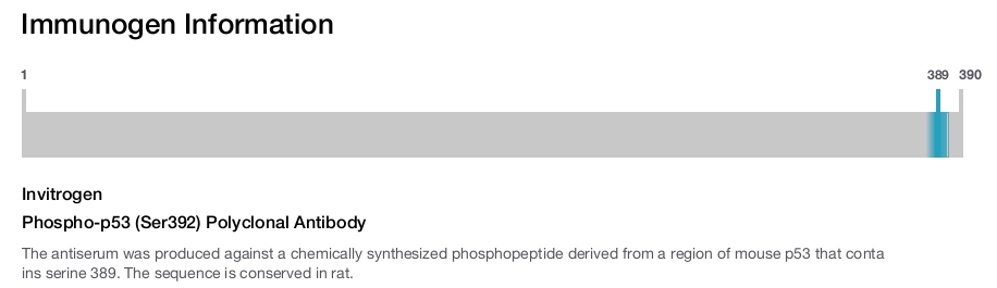 Phospho-p53 (Ser392) Polyclonal Antibody