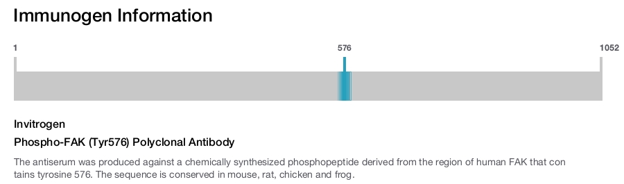 Phospho-FAK (Tyr576) Polyclonal Antibody