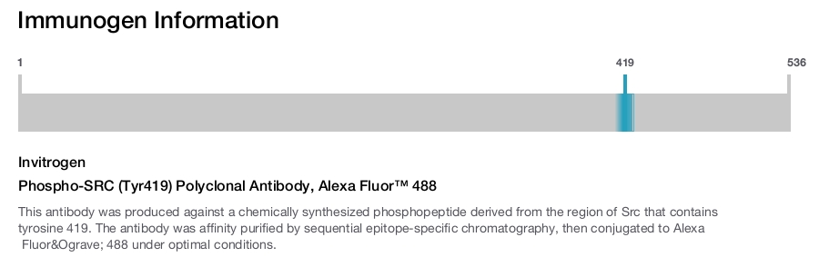 Phospho-SRC (Tyr419) Polyclonal Antibody, Alexa Fluor™ 488