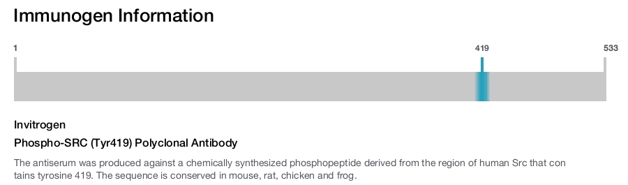 Phospho-SRC (Tyr419) Polyclonal Antibody