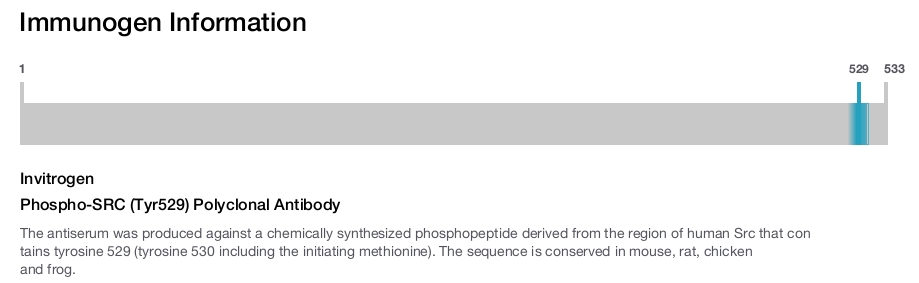 Phospho-SRC (Tyr529) Polyclonal Antibody