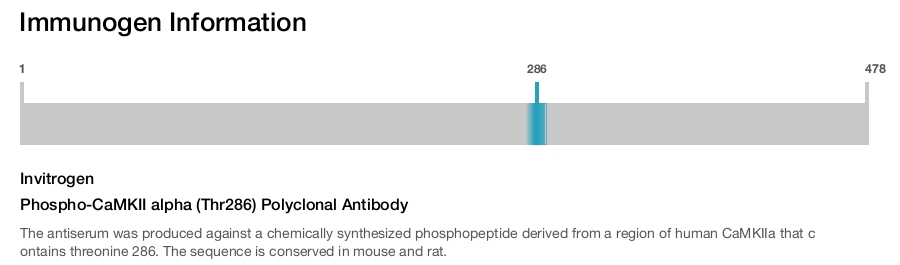 Phospho-CaMKII alpha (Thr286) Polyclonal Antibody