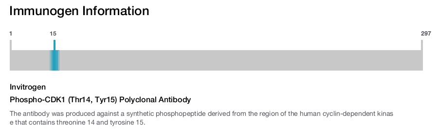 Phospho-CDK1 (Thr14, Tyr15) Polyclonal Antibody