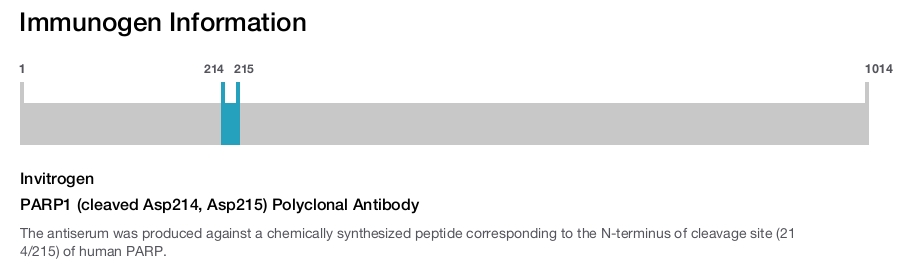 PARP1 (cleaved Asp214, Asp215) Polyclonal Antibody