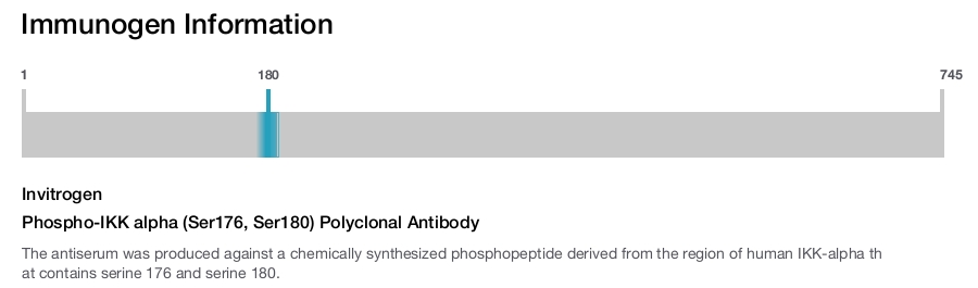 Phospho-IKK alpha (Ser176, Ser180) Polyclonal Antibody