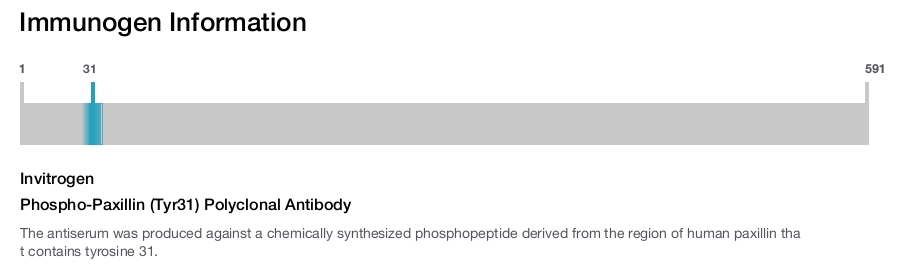 Phospho-Paxillin (Tyr31) Polyclonal Antibody