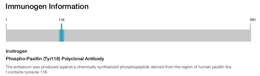 Phospho-Paxillin (Tyr118) Polyclonal Antibody