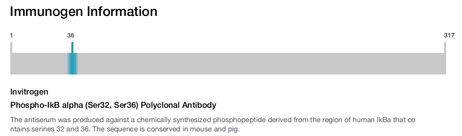 Phospho-IkB alpha (Ser32, Ser36) Polyclonal Antibody