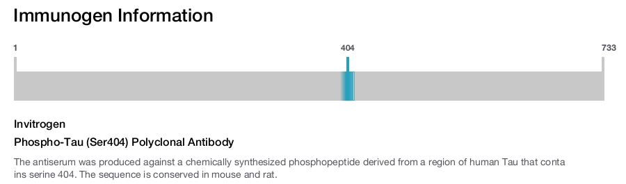 Phospho-Tau (Ser404) Polyclonal Antibody