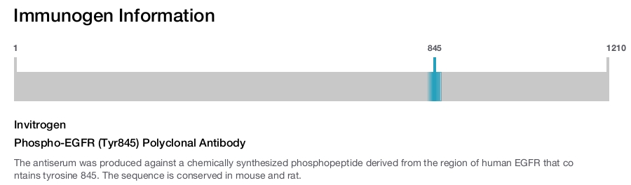 Phospho-EGFR (Tyr845) Polyclonal Antibody