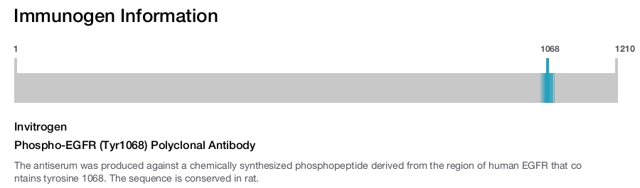 Phospho-EGFR (Tyr1068) Polyclonal Antibody
