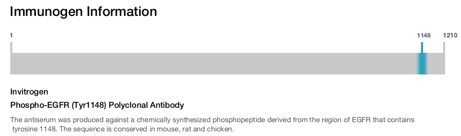 Phospho-EGFR (Tyr1148) Polyclonal Antibody